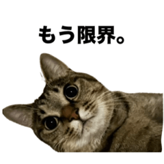 nekomofudou_20251218201649