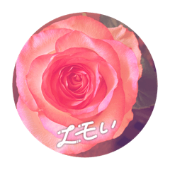 taisanboku_20251218213826