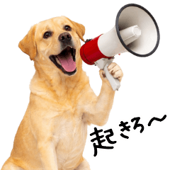 Labrador Retriever Quick Replies