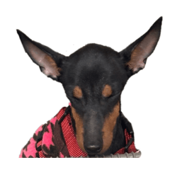 pyon._20251218231123