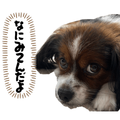 genmai_20251218210938