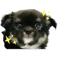 Tamamo_20251219005936