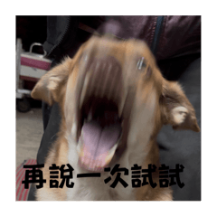狗蛋厭世
