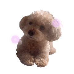 hachi_20251218220610