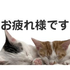 tomoe_20251218223152