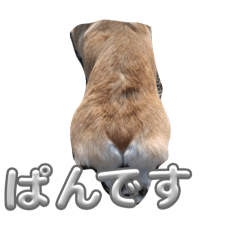 Corgi no nichijyo_20251219111335