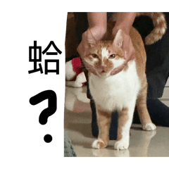 豆皮第一彈貼圖