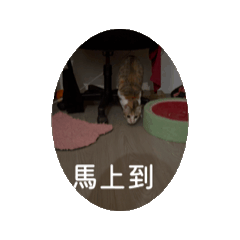 小三花的動動圖