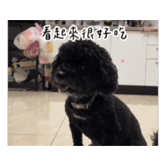 狗狗宿舍裡有貓