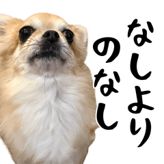 Kotoyoro Chihuahua