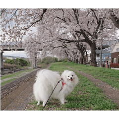 yuzuki_20251219120727