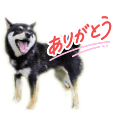 lemon_20251219132823