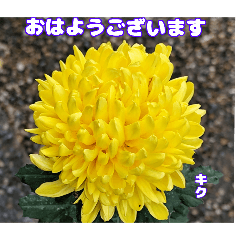 Daily winter greetings with a flower