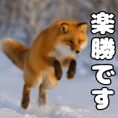 I love the Hokkaido red fox!