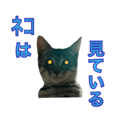 Toriko_20251219123230