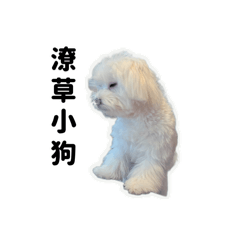 麵麵の日常有字版！