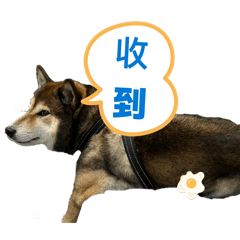 胡麻柴犬的工作日常