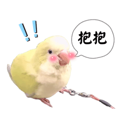 鳥鳥寶貝們