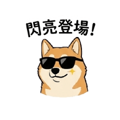 Adorable Dramatic Shiba Inu