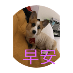 cookie cookie cookie