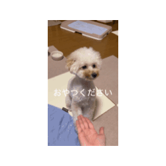 shiori_20251219173340