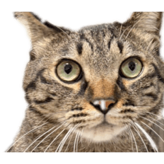 misaki_20251219184936