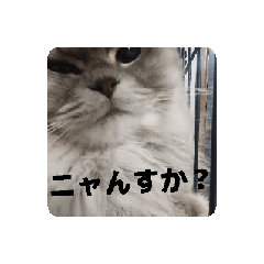 Count Cyborg_20251219190247