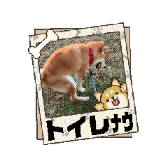 coconut_20251220084843