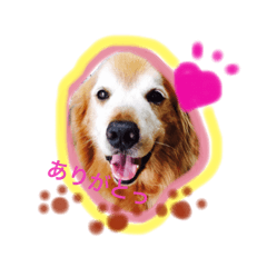 smile days_Golden retriever