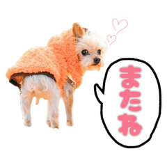 ヨーキー蓮くん①