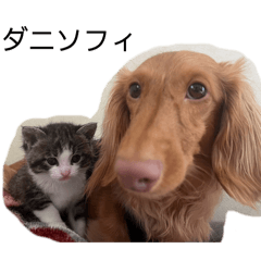 Daniel_20251219204403