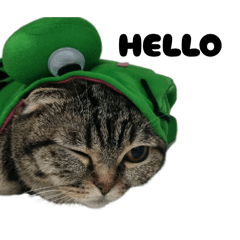 CEO chom_20251219124833