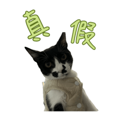 莫莫莉是我啦 我是莫莫莉