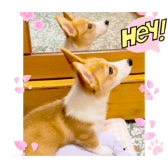 諾米的ㄎㄧㄤˉㄎㄧㄤˉ日常