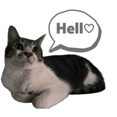 喵妮貼圖2026年版上市