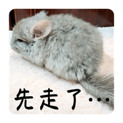 萌寵與萌寶