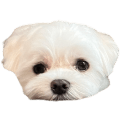 MIZUKI_20251220003518