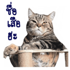 พี่เสือมาอีกแว้ววว