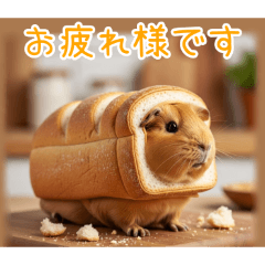 PAKAMOGOLY_20251219233707