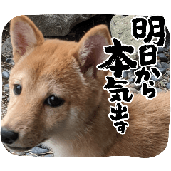 kinkaiginkai_20251220091543