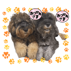 peshi_20251220013654