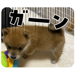 sasaki_20251220015112