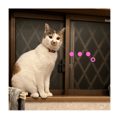 arare_20251220015259