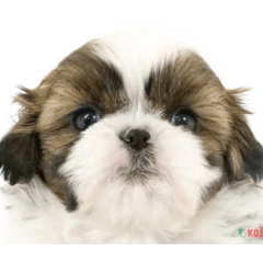 Tella_20251220023243