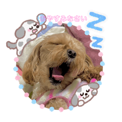 maron_20251220124157