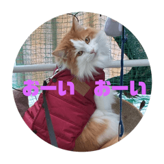 masaki_20251220063145