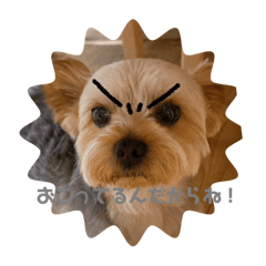 tanuki_20251220101603