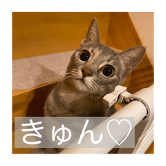 kirinicochanman_20251220101526