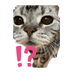 qnkim_20251220104406