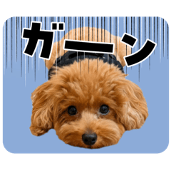 umecchi_20251218173655